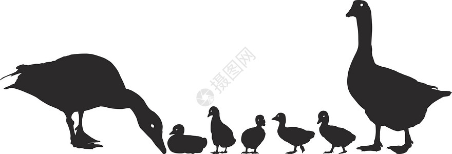 野鹅小龙年轻的动物年幼的母鹅家庭插画
