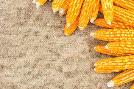 背包上满是熟玉米的耳朵产品场地蛋糕花园农民生长植物玉米芯农场面包背景图片