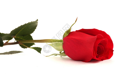 红玫瑰礼物白色绿色红色背景图片
