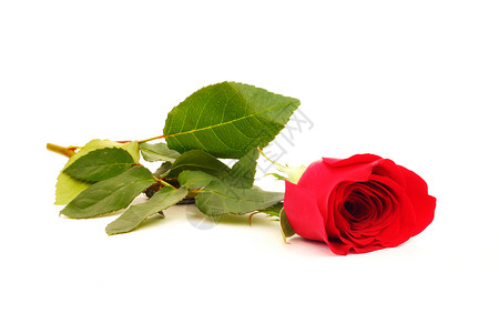 红玫瑰红色礼物白色绿色背景图片