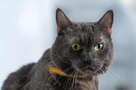 灰猫眼睛动物黄色亲热灰色小猫头发背景图片