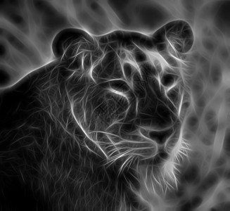 发光的母狮背景图片