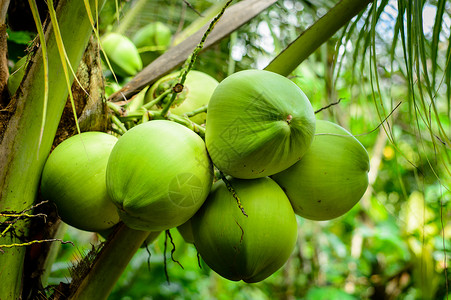 越南椰子椰子棕榈树 用于健康饮食的热带水果背景