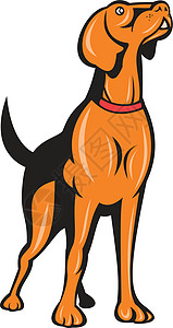 Spaniel 黄金追寻狗卡通艺术品插图犬类宠物卡通片野生动物猎犬动物背景图片