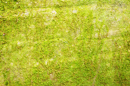 树叶背景白色建筑学石头水泥红色材料墙纸砖块背景图片