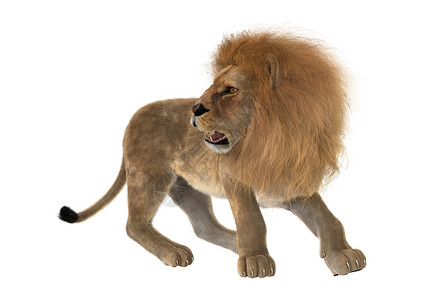 狮子雄狮荒野哺乳动物国王动物毛皮白色女性野生动物猎人背景图片