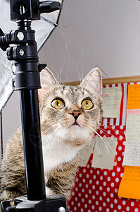 照片工作室里的猫咪宠物影楼三脚架哺乳动物小猫动物猫科老虎背景图片