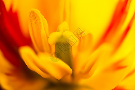 紧紧的黄色郁金香花球状国家花坛红色宏观花园雌蕊花期场地草地背景图片