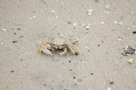 招潮蟹沙滩上的螃蟹海上生活潮蟹白色动物黄色海滩甲壳背景