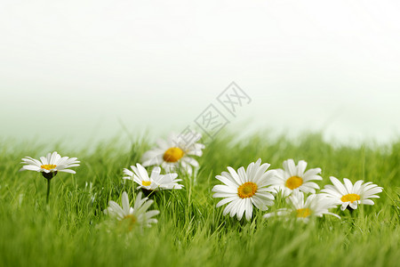 春草草地与花菊洋甘菊绿色白色场地环境草地甘菊背景图片