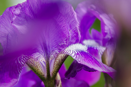 虹花缝合雄蕊花粉紫色鸢尾花树叶背景图片