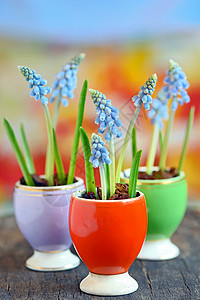 穆斯卡里龙代花花乡村卡片季节紫色框架植物群蓝色灯泡花束桌子背景
