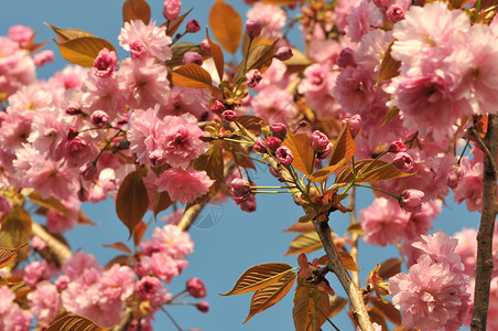 众多年轻的粉红樱桃花朵粉色叶子花瓣天空诗歌蓝色绿色背景图片