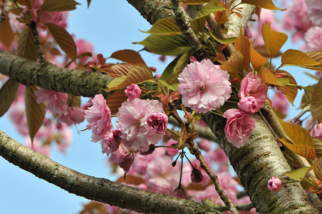 粉红樱桃花背景图片