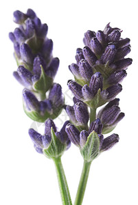 食用盐白色宏观薰衣草植物紫色背景图片