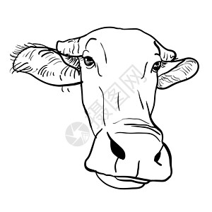 水牛头的绘画鼻子野生动物力量耳朵艺术动物喇叭水牛插图草图背景图片