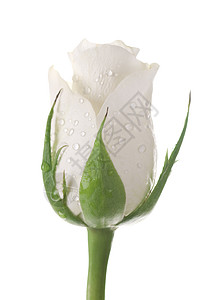 玫瑰慰问白色背景图片