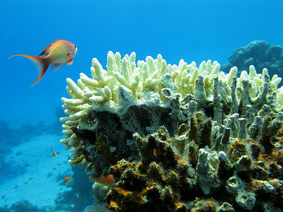 瑚潜水员海洋生物高清图片