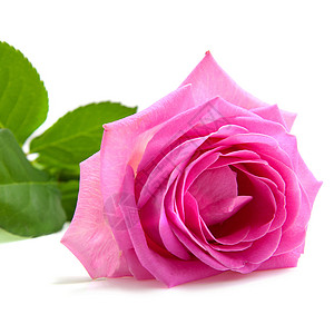 一朵粉红玫瑰花朵植物树叶花瓣粉色背景图片