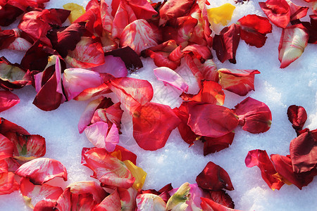 玫瑰花瓣水晶白色脆弱性花朵红色背景图片