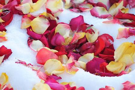 玫瑰花瓣脆弱性水晶花朵白色红色背景图片