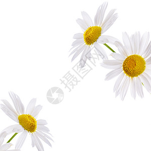孤立的花瓣黄色的新鲜的高清图片