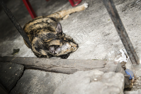 睡猫地面流浪猫背景图片