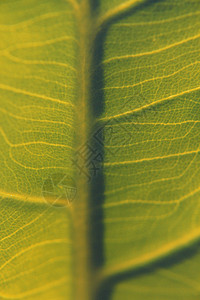 天南星科彩叶芋属靠近塔罗叶 科洛卡西亚埃斯库伦塔芋头特写球茎图案被子淀粉阳光宏观植物壁纸背景