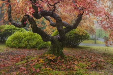 秋秋的旧日美花树花园灌木分支机构季节植物树叶苔藓薄雾叶子小路背景图片