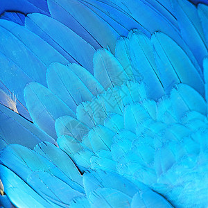 蓝色和金色麦毛羽毛金子荒野鹦鹉情调异国黄色热带动物宠物翅膀背景图片
