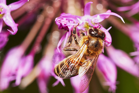 花上的蜜蜂花园花粉昆虫紫色太阳动物眼睛葱花花蜜花瓣背景图片