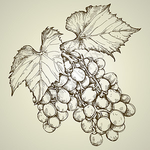 葡萄水果季节插图藤蔓树叶绘画浆果背景图片