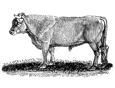 牛肉插图火腿农场绘画熏肉屠宰场斧头侧翼牛扒餐厅背景图片