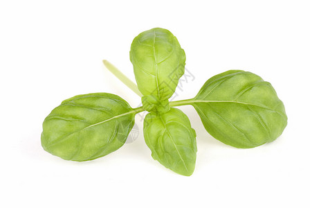 巴西尔草本植物叶子香料白色背景图片