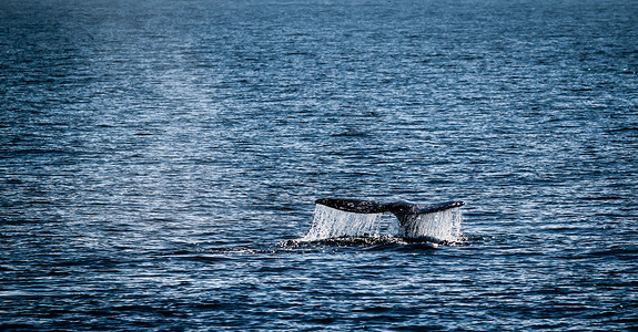 灰鲸尾藤壶身体濒危动物游泳灰色野生动物海浪荒野尾巴高清图片