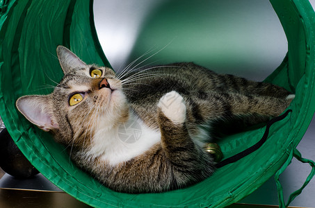 隧道里的猫动物织物塑料绿色游戏宠物背景图片