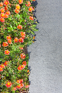 灰石瓷砖空间附近的小花朵和绿叶红色绿色灰色花园小猪橙子植物地面石头墙纸背景图片