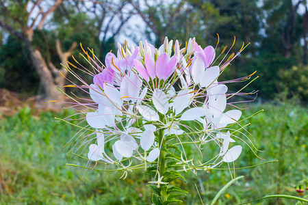 蜘蛛花园艺荒野生长叶子公园花园蜘蛛植物群海藻花瓣背景图片