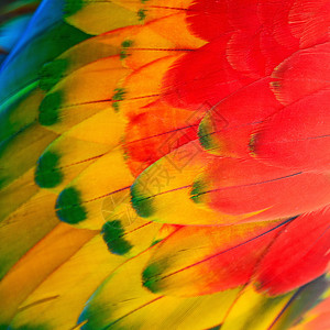 羽毛鹦鹉情调异国野生动物热带红色动物蓝色彩虹荒野背景图片