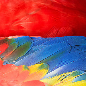 红色羽毛羽毛彩虹荒野情调蓝色红色异国热带动物黄色鹦鹉背景