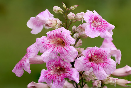 玄参盛大的花朵群集花园花瓣花梨木紫色幸福温泉雏菊植物植物群藤蔓背景