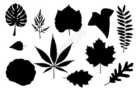 树叶季节性植物白色拼贴画插图植物学背景图片