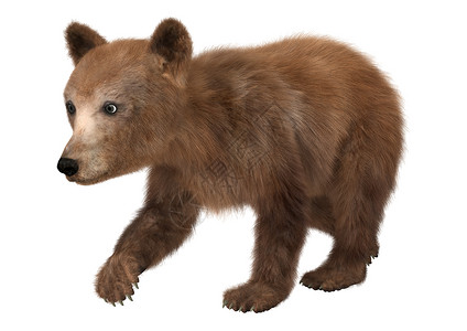 小灰熊小棕熊野性野生动物孩子小熊棕色白色动物荒野哺乳动物幼崽背景