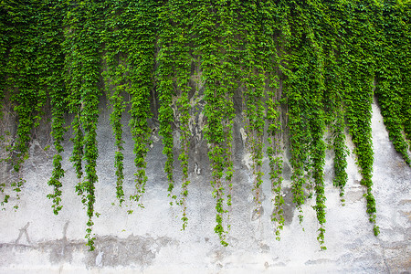 卡通绿色藤蔓墙旧的混凝土墙覆盖着绿色常春藤双胞胎建筑藤蔓爬行者衬套石膏石头植物群叶子材料背景