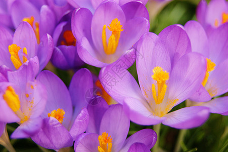 丰富多彩的春天鳄鱼花朵季节植物学季节性紫色宏观植物群花园背景图片