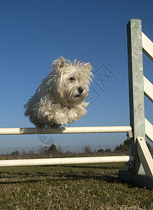 跳跃西部活动训练动物白色运动宠物白梗高地竞赛自由背景图片