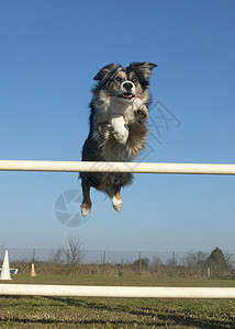 跳跃边框 collie竞赛栅栏牧羊犬动物自由训练运动活动宠物背景图片