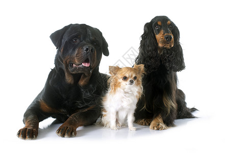 三只狗猎狗动物工作室男性英语棕褐色成人黑色团体宠物背景图片