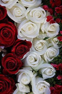 红玫瑰和白玫瑰玫瑰植物花店红色白色植物群花朵绿色花束花瓣背景图片
