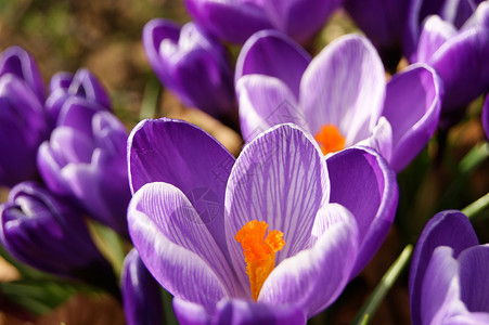 丰富多彩的春天鳄鱼季节宏观植物群植物学季节性花朵紫色花园背景图片